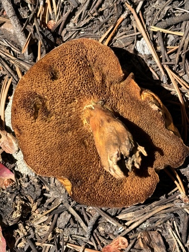 iNaturalist observation photo of boletes