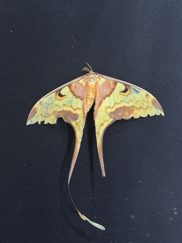 Malaysian Moon Moth