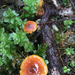 Xeromphalina cornui - Photo (c) bramblextramp, todos los derechos reservados