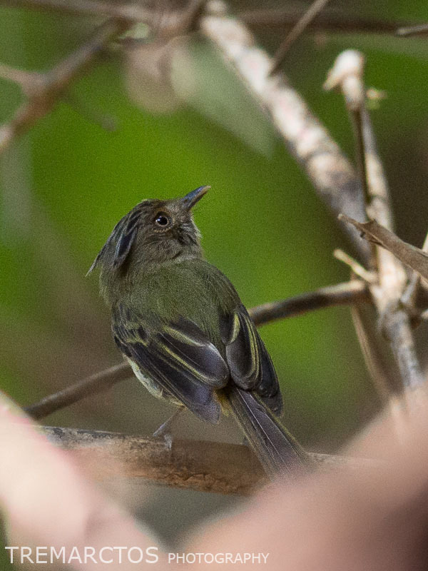 Long-crested Pygmy-Tyrant (Lophotriccus eulophotes) photo