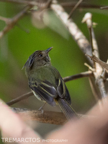Long-crested Pygmy-Tyrant