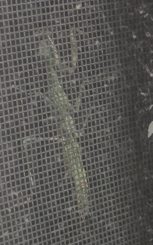 Mediterranean Mantis