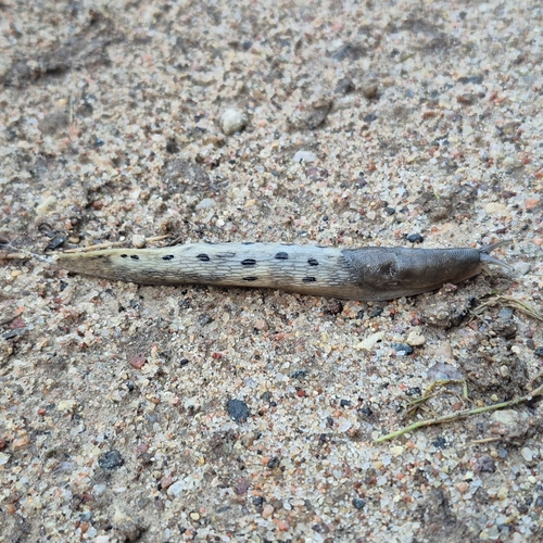 Ash-black Slug