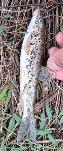 Danube Barbel