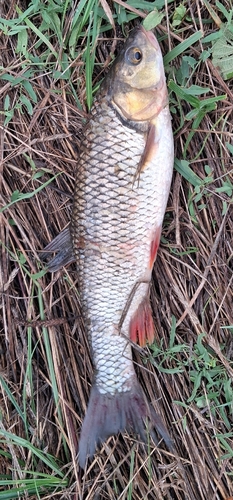 European Chub