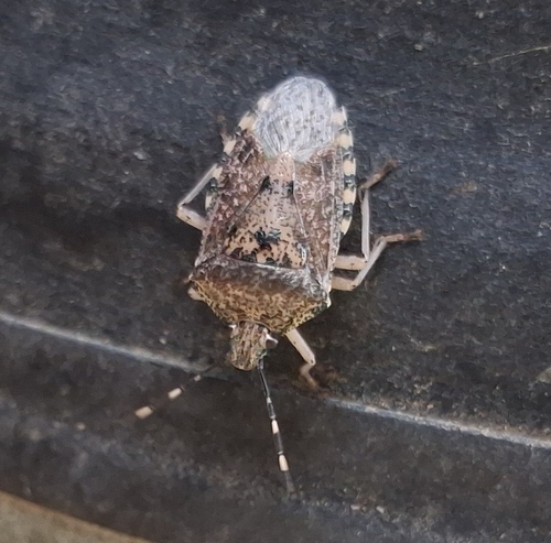 Mottled Stink Bug