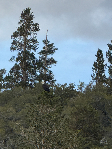 iNaturalist observation photo of Bald Eagle