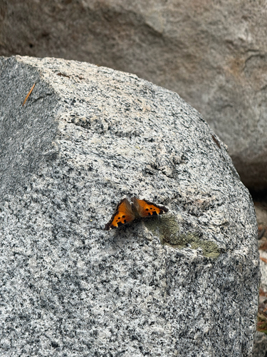 iNaturalist observation photo of California Tortoiseshell