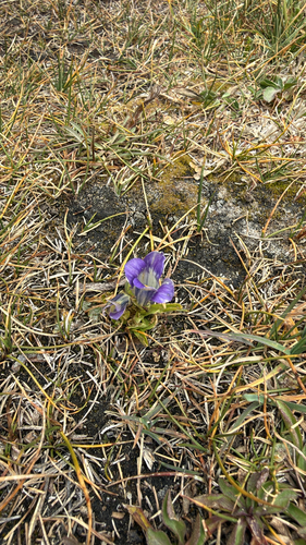 iNaturalist observation photo of Sierra Fringed Gentian