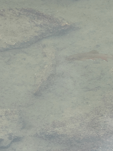 iNaturalist observation photo of Brook Trout