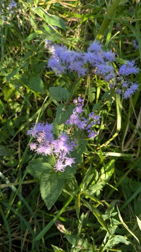 blue mistflower