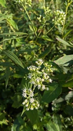 white snakeroot