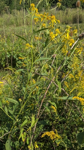 Wingstem