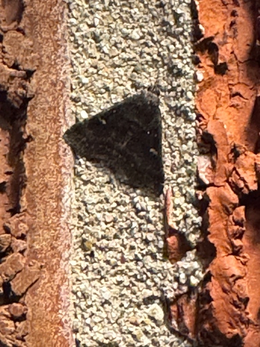 Smoky Tetanolita Moth