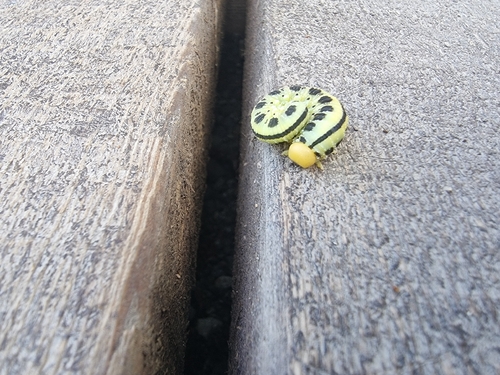 Birch Sawfly