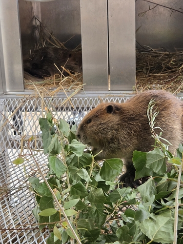 animal observation 2