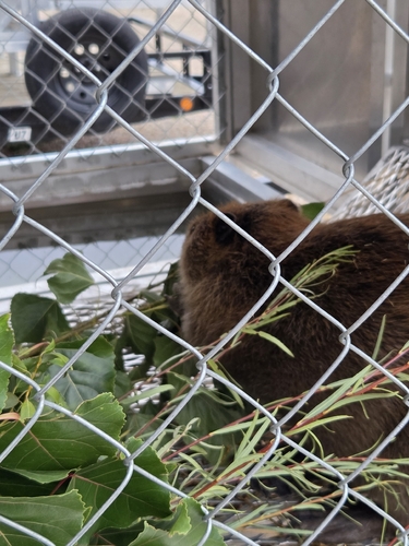 animal observation 3