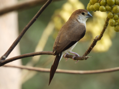 Indian Silverbill