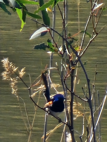 Purple-backed Fairywren