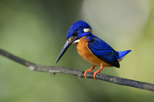 Blue-eared Kingfisher