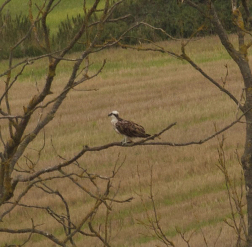 Osprey