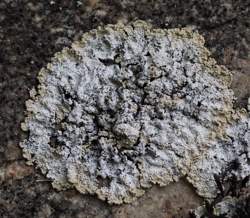 Lepraria membranacea