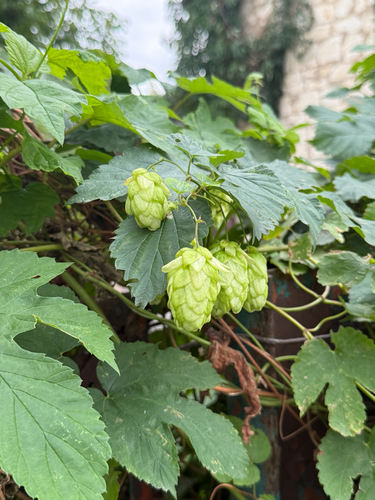 common hops