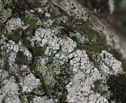 Pink Earth Lichen
