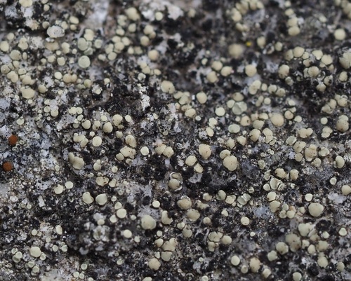 Granite-speck Rim Lichen