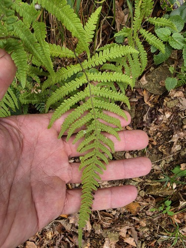 long beech fern