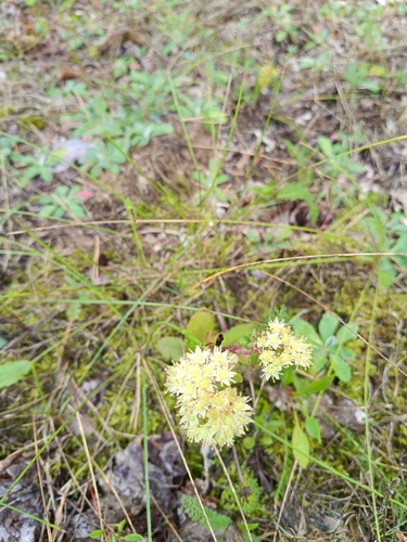 Great Stonecrop