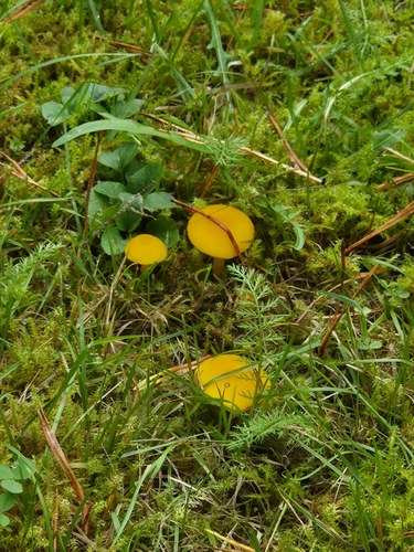 Butter Waxcap