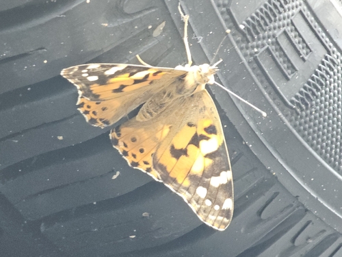 Painted Lady