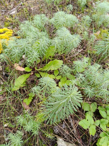 cypress spurge