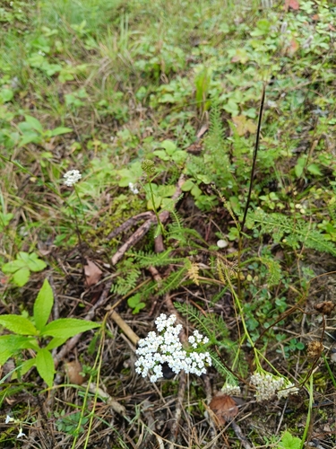 common yarrow