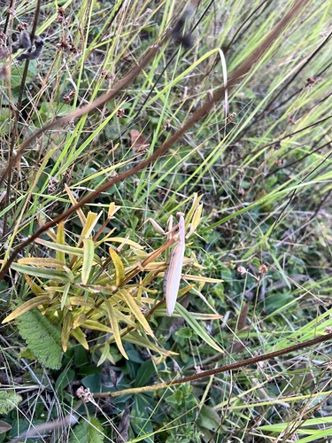 European Mantis