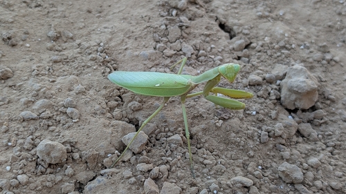 Transcaucasian Giant Mantis
