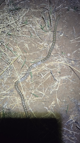 Texas Glossy Snake