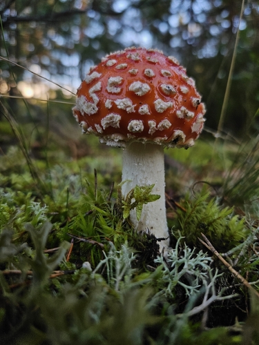 Fly Agaric