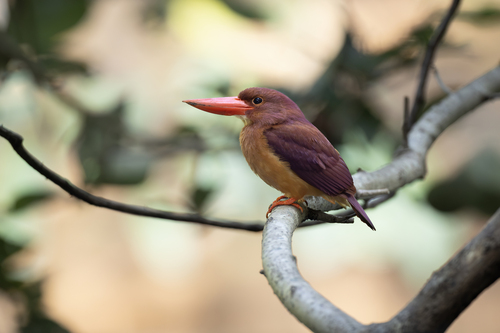 Ruddy Kingfisher