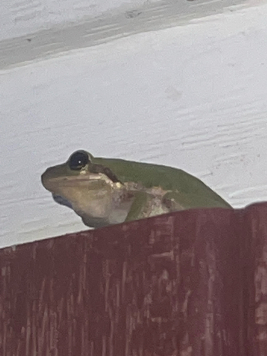 Squirrel Tree Frog