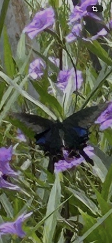 Chinese Peacock Swallowtail