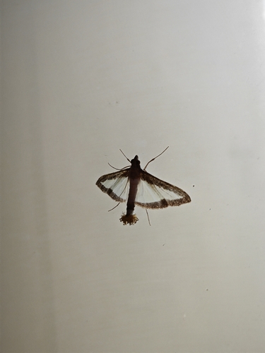 Cucumber Moth