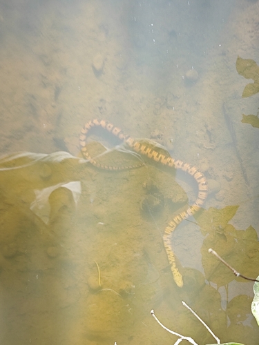 Ringed Water Snake