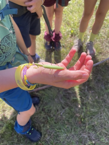 European Mantis