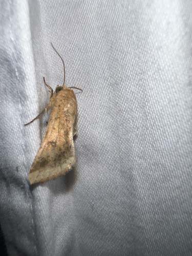 Corn Earworm Moth