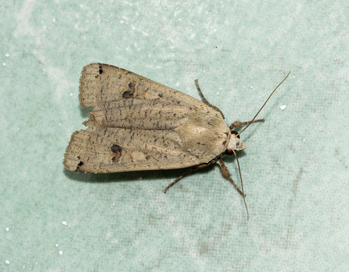 Large Yellow Underwing