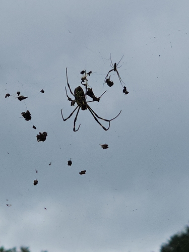 Joro Spider