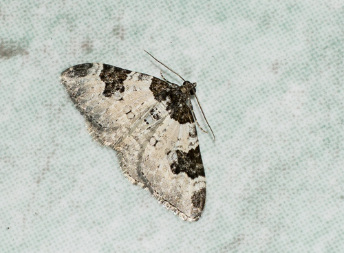 Garden Carpet