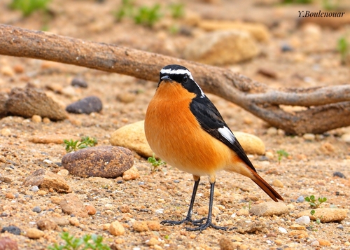 Moussier's Redstart